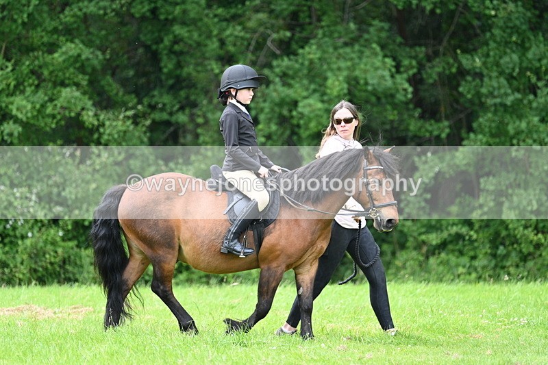 WJ7_3914 - Class 14A Handsome Gelding