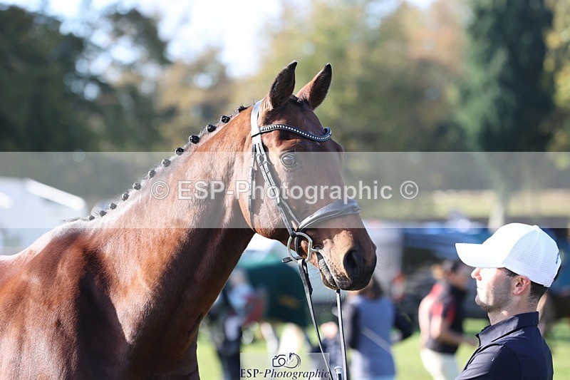 241027-103038-15933 - 584-Tommy.Greengard-I'M.ALL.IN