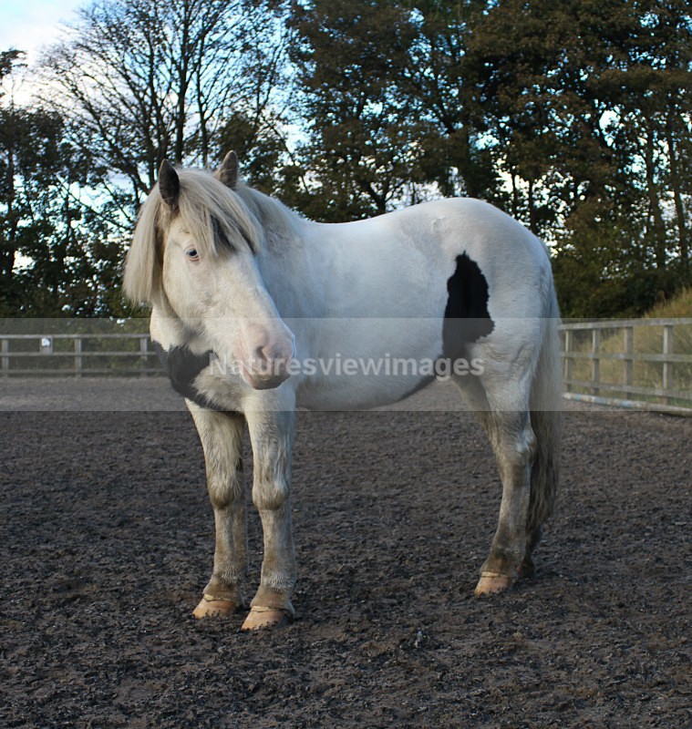 Horse Edited 6 of 68 - Pet Photography