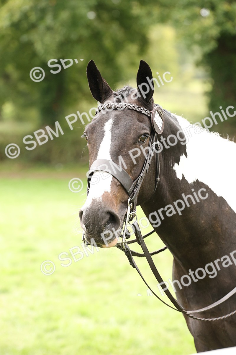 SBM_67284 - S67 - Piebald & Skewbald Horse Ridden