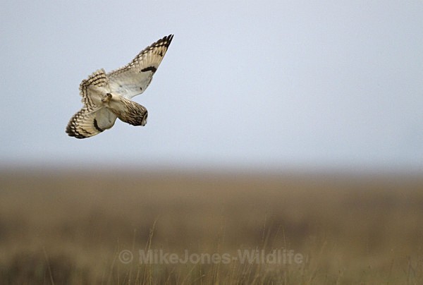 SHORT EARED OWL / REF SEO 7 - SHORT EARED OWLS