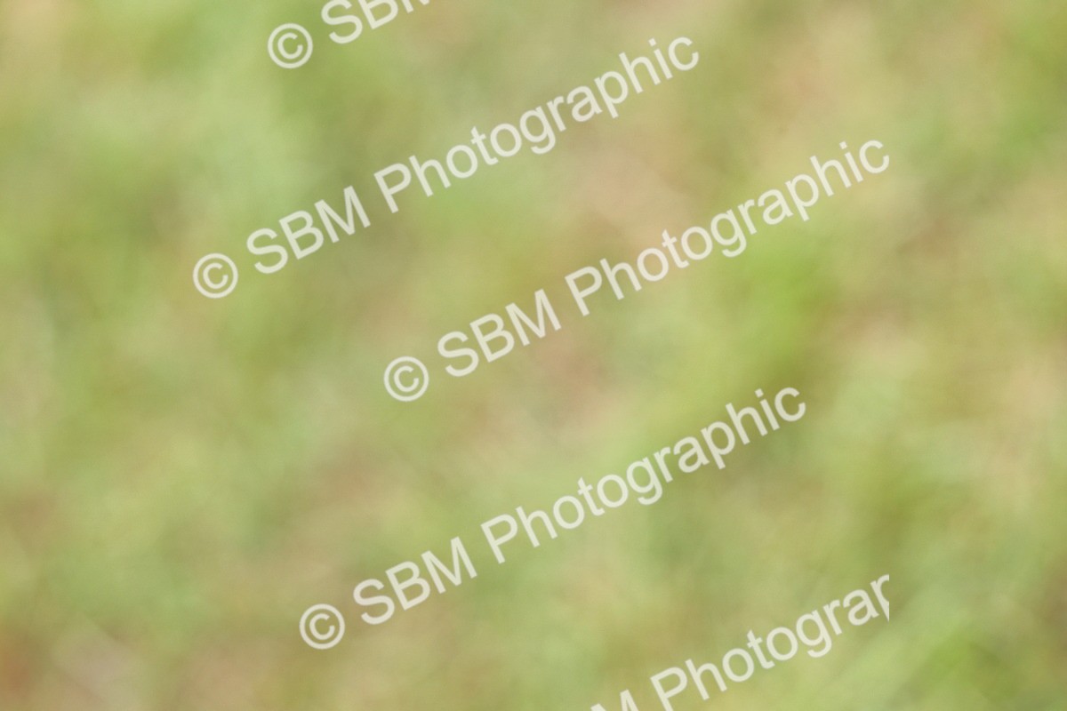 SBM_02914 - Class 9-11 Side Saddle including LIHS Rising Star Ladies Show Horse