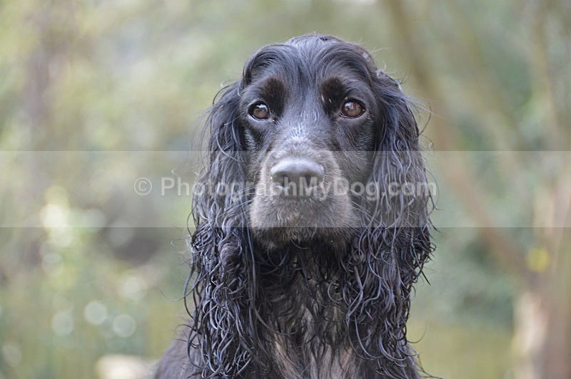  - Cocker Spaniels