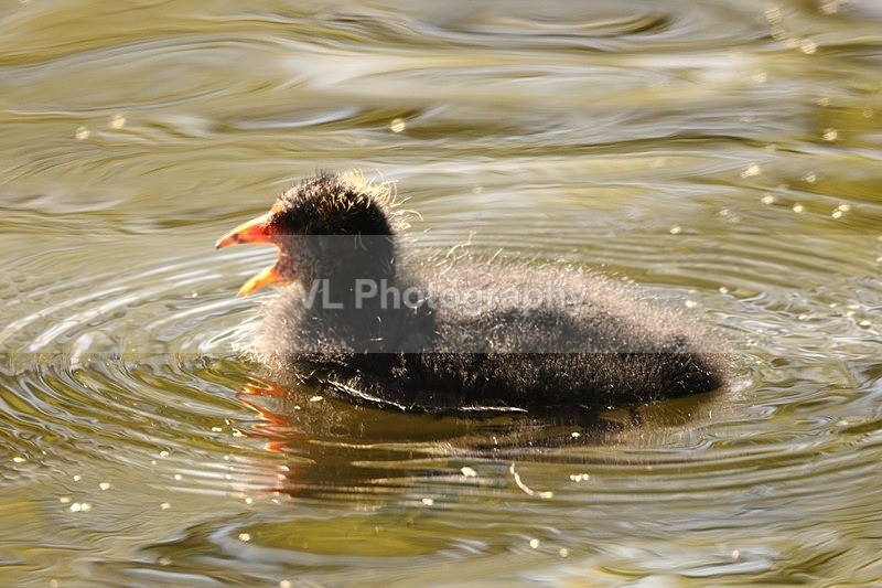 Coot Chick - Animals and Birds