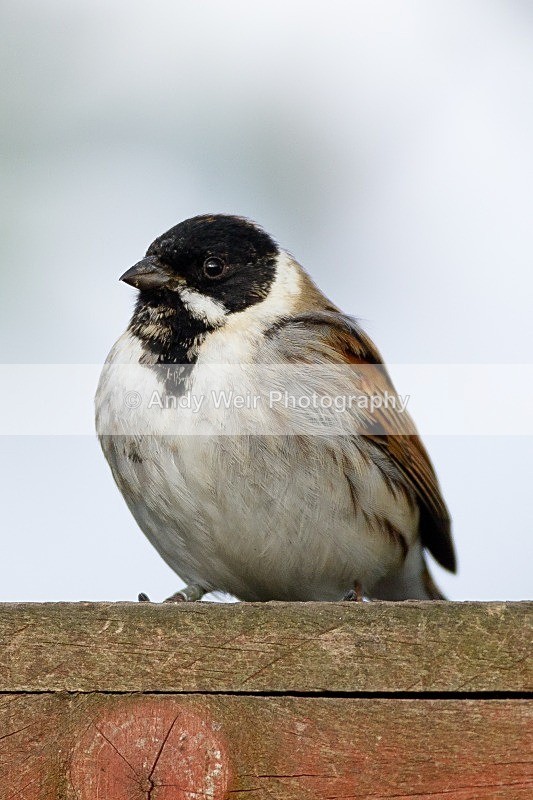 20120415-_MG_9516 - Buntings
