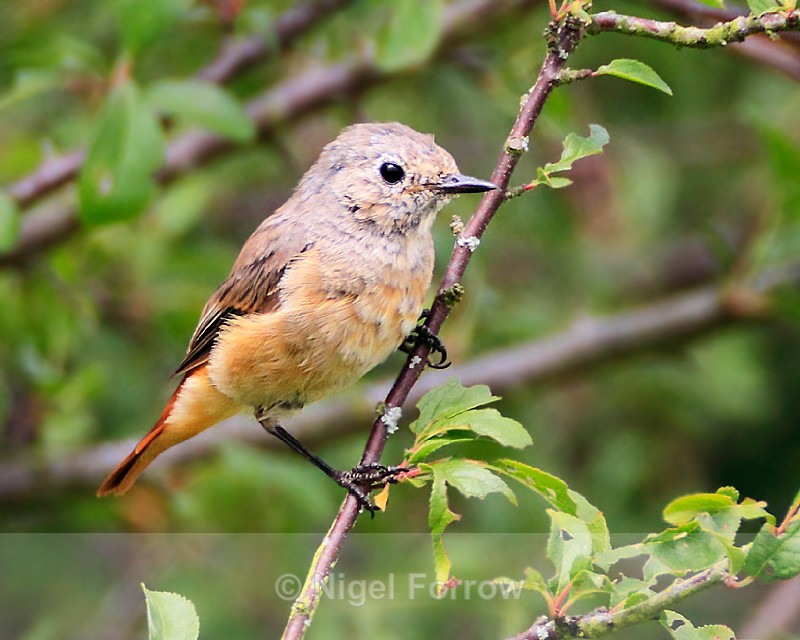 Redstart (female) in Long Meadow, Otmoor - Common Redstart