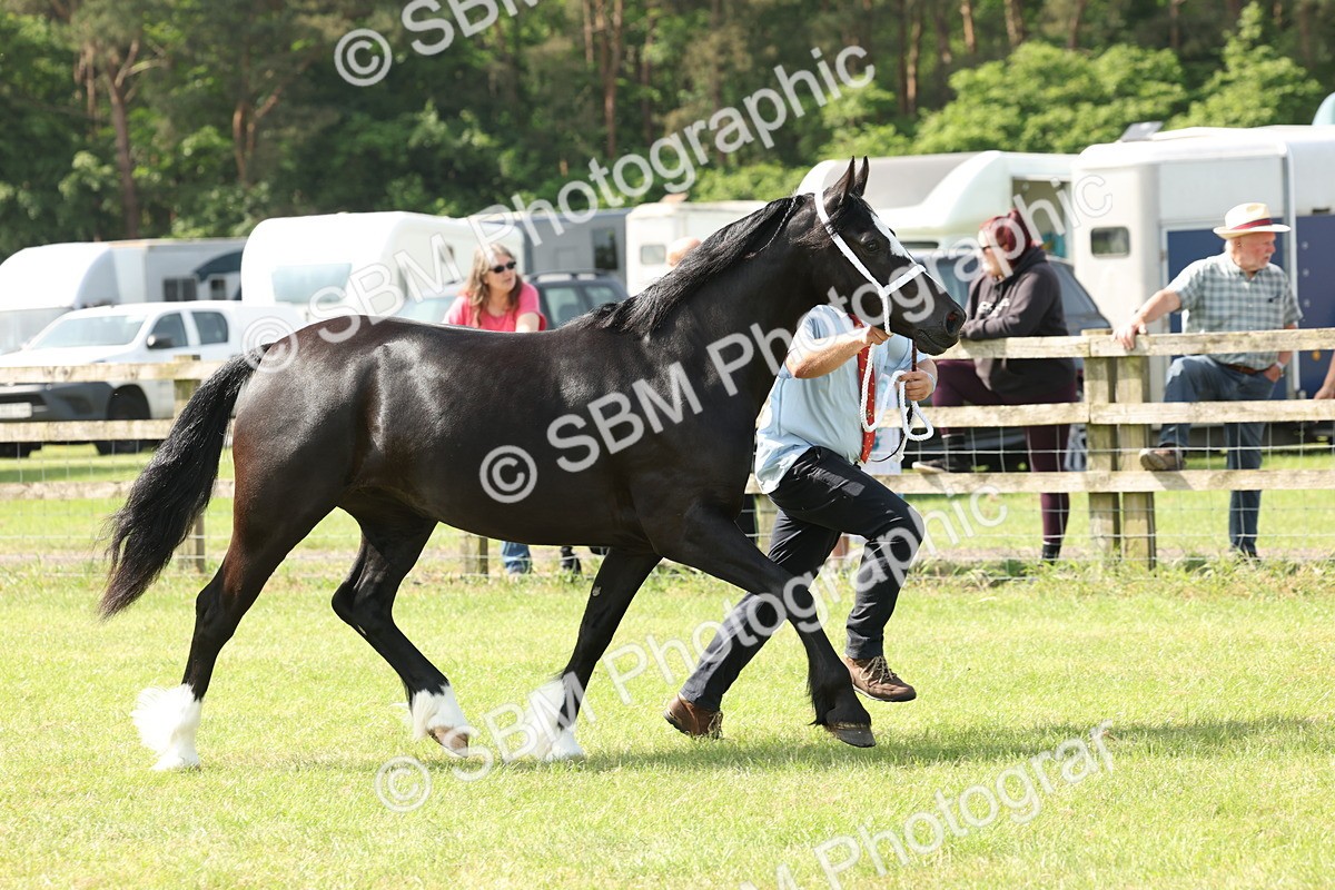 SBM_02255 - Class 6-13 - Mountatin and Moorland In Hand Welsh Breeds