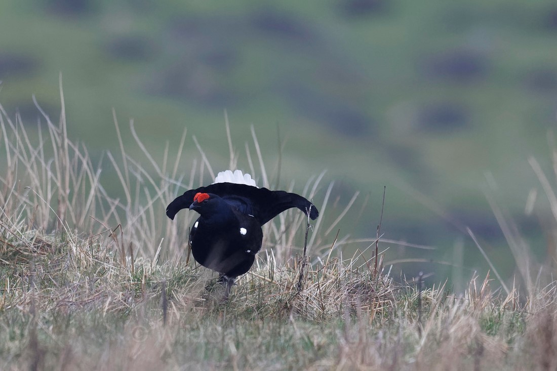 Teesdale  2018-04-15 18-01-06  - Teesdale Black Grouse and others