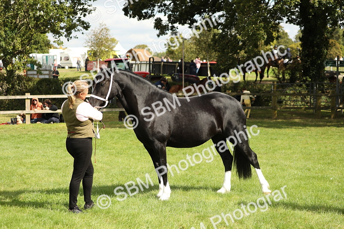 SBM_65408 - S47 - Mountain & Moorland In Hand Large Breeds