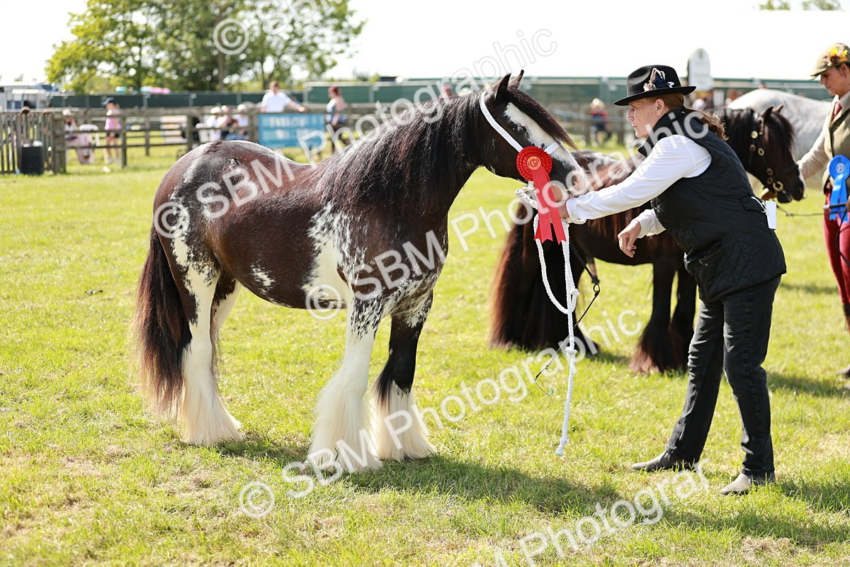 SBM_08682 - Class 63-65 - Traditional Gypsy Cobs In Hand & Ridden