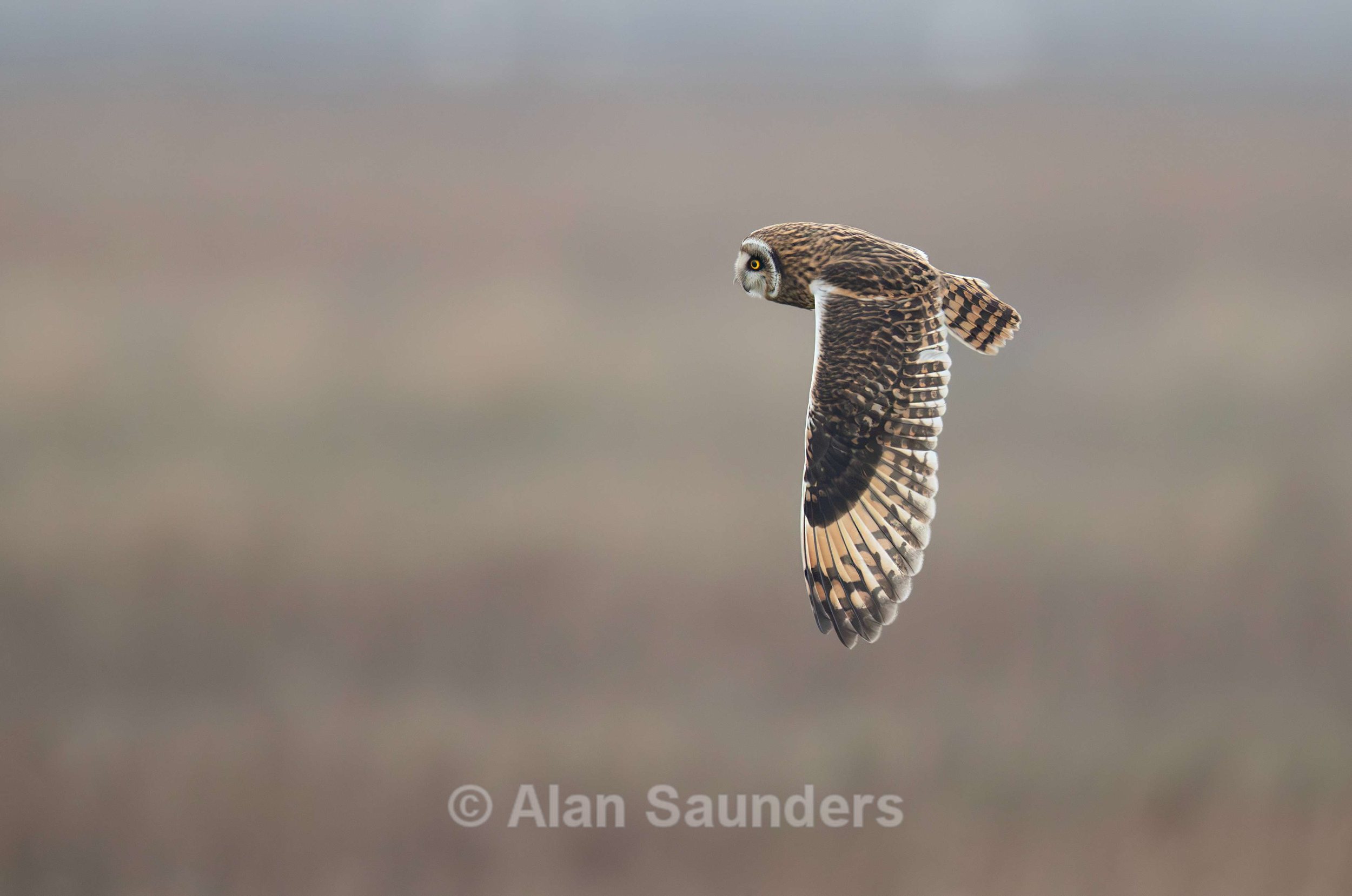 Short Eared Owl