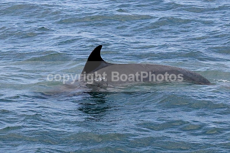 180726 DOLPHIN OFF TOTLAND BAY1Y3A3103 - Wildlife