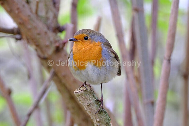  - Wildlife and Nature