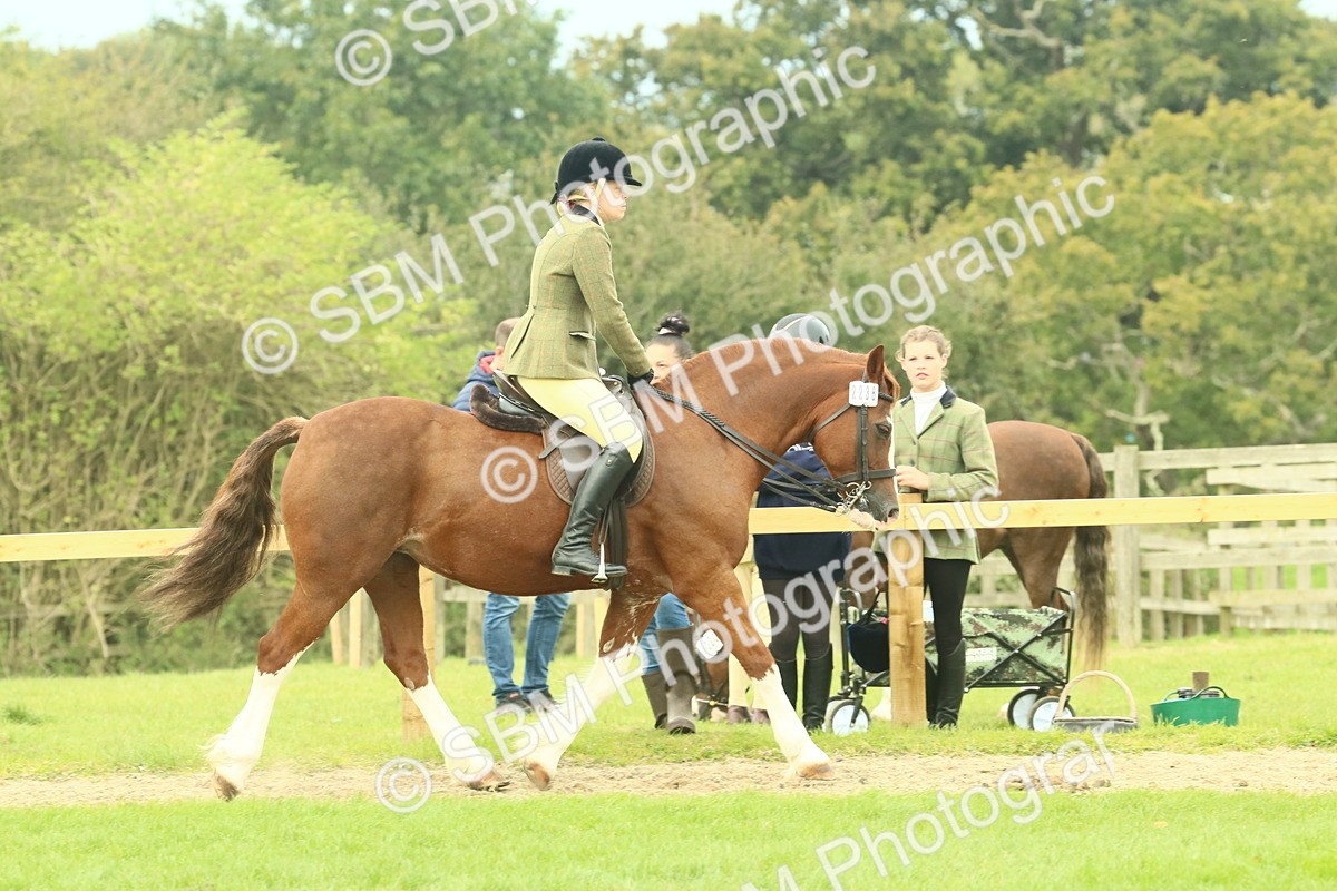 SBM_71873 - S60 - Mountain & Moorland Ridden Large Breeds