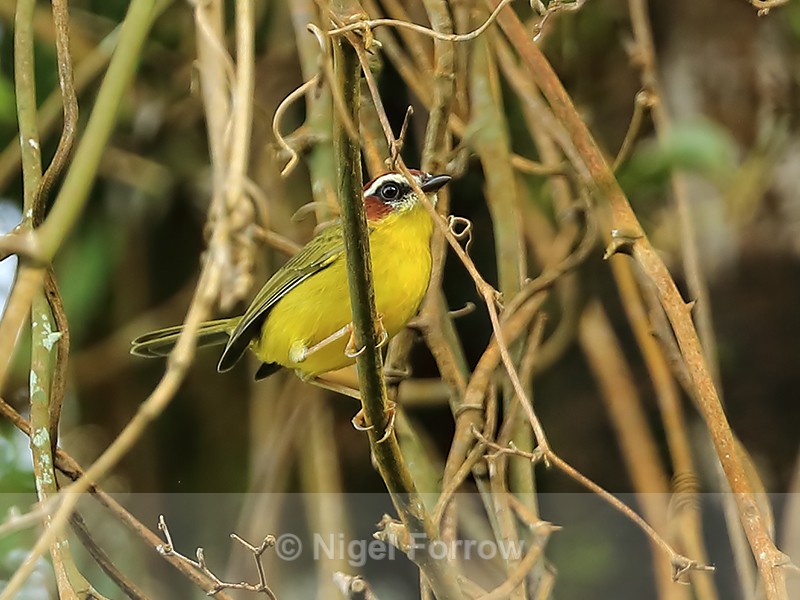 Chestnut-capped Warbler, Boquete, Panama - Chestnut-capped Warbler