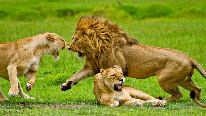 Growl