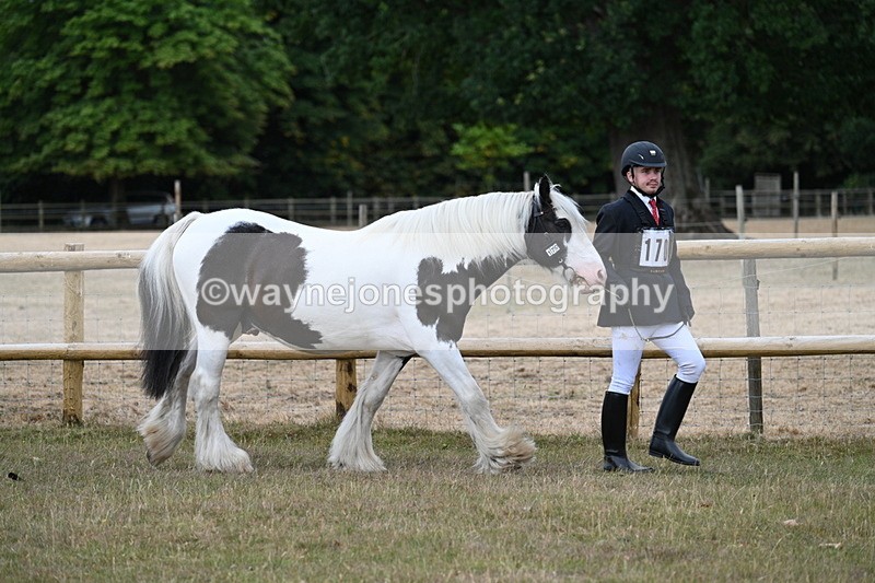 WJ7_9467 - Class 5 Most Handsome Gelding (up to 14.2hh)