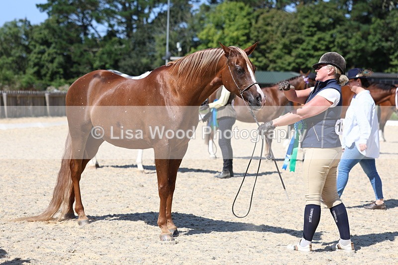 3E7A9914 - In Hand Championship