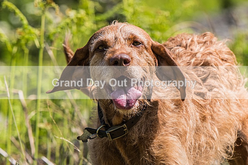 Glaramara-376 - Glaramara Fell Race Saturday 17th May 2025