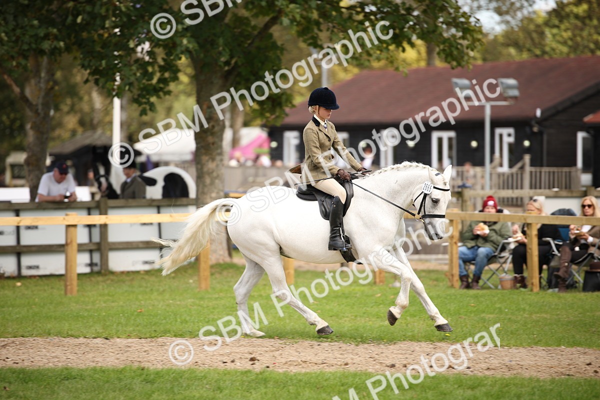 SBM_42332 - S13 - Pony Club Pony