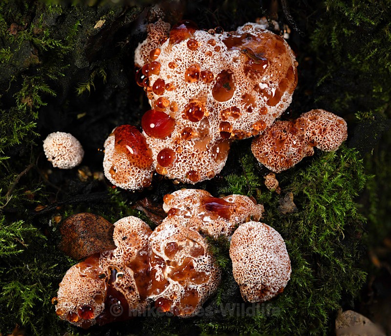 Bleeding tooth fungus, Cholmondeley - AUTUMN 2025 FUNGI/MUSHROOMS