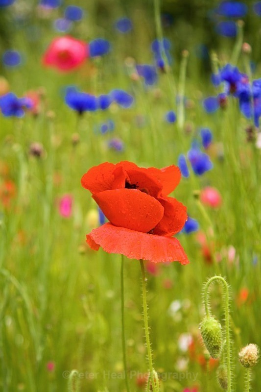 Meadow Flowers