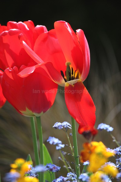 - Wild Flowers,  plants & Fungus photography, Great Britain