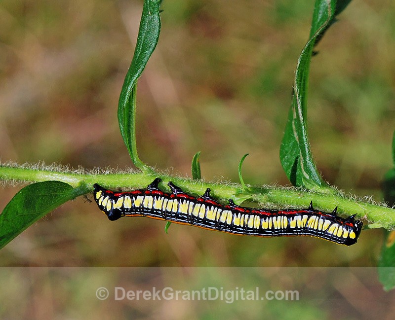 Cucullia convexipennis - Butterflies & Moths of Atlantic Canada