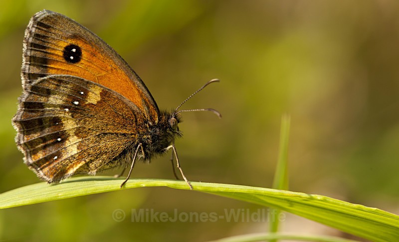 GATEKEEPER BUTTERFLY - BUTTERFLIES