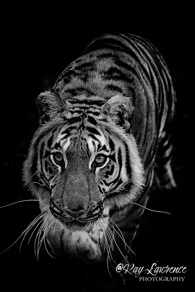 On the Prowl 162 - Monochrome Zoo