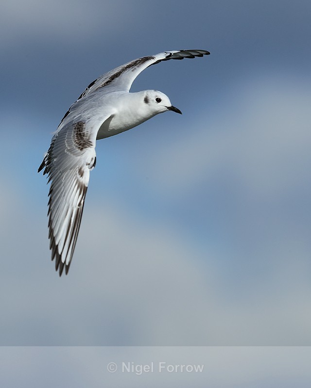 Bonaparte's Gull flying over Farmoor Reservoir - Bonaparte's Gull