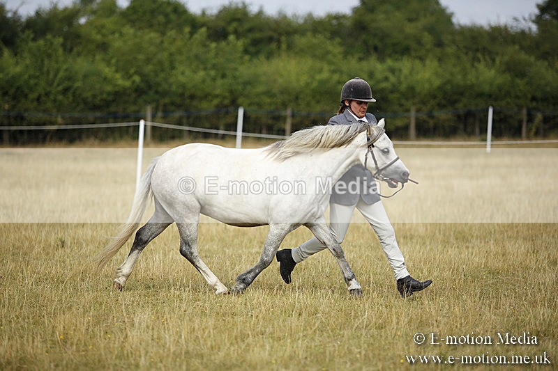 _C7A9213 - BVRC Sow 2018 Ring 2