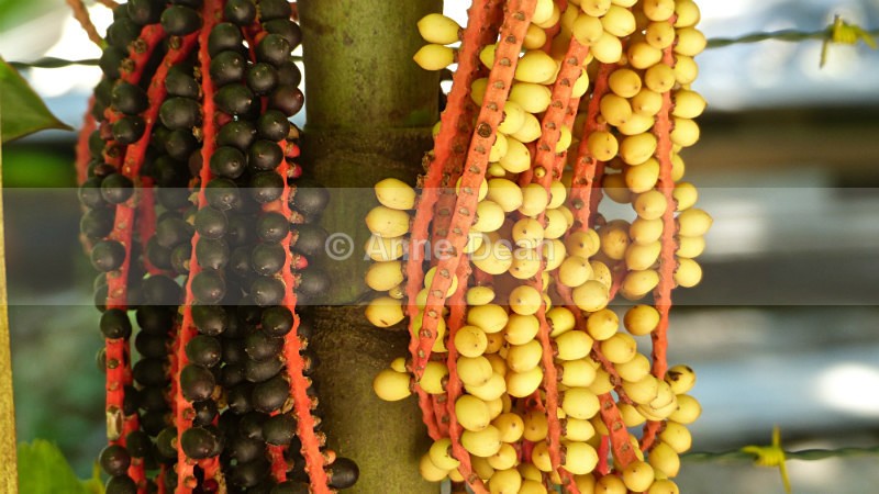 Almost like jewellery... - Brazil