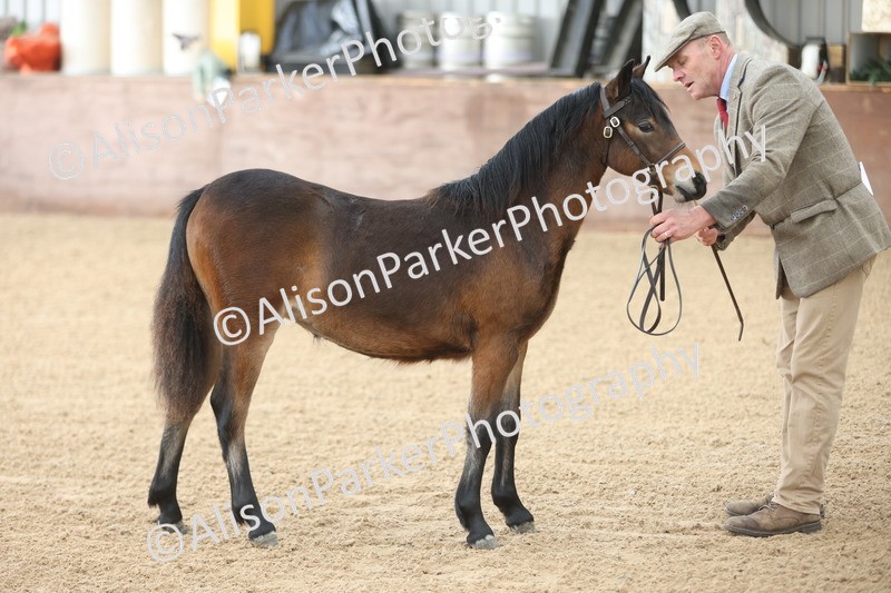 20251109-0477 - Class 17 - Foals