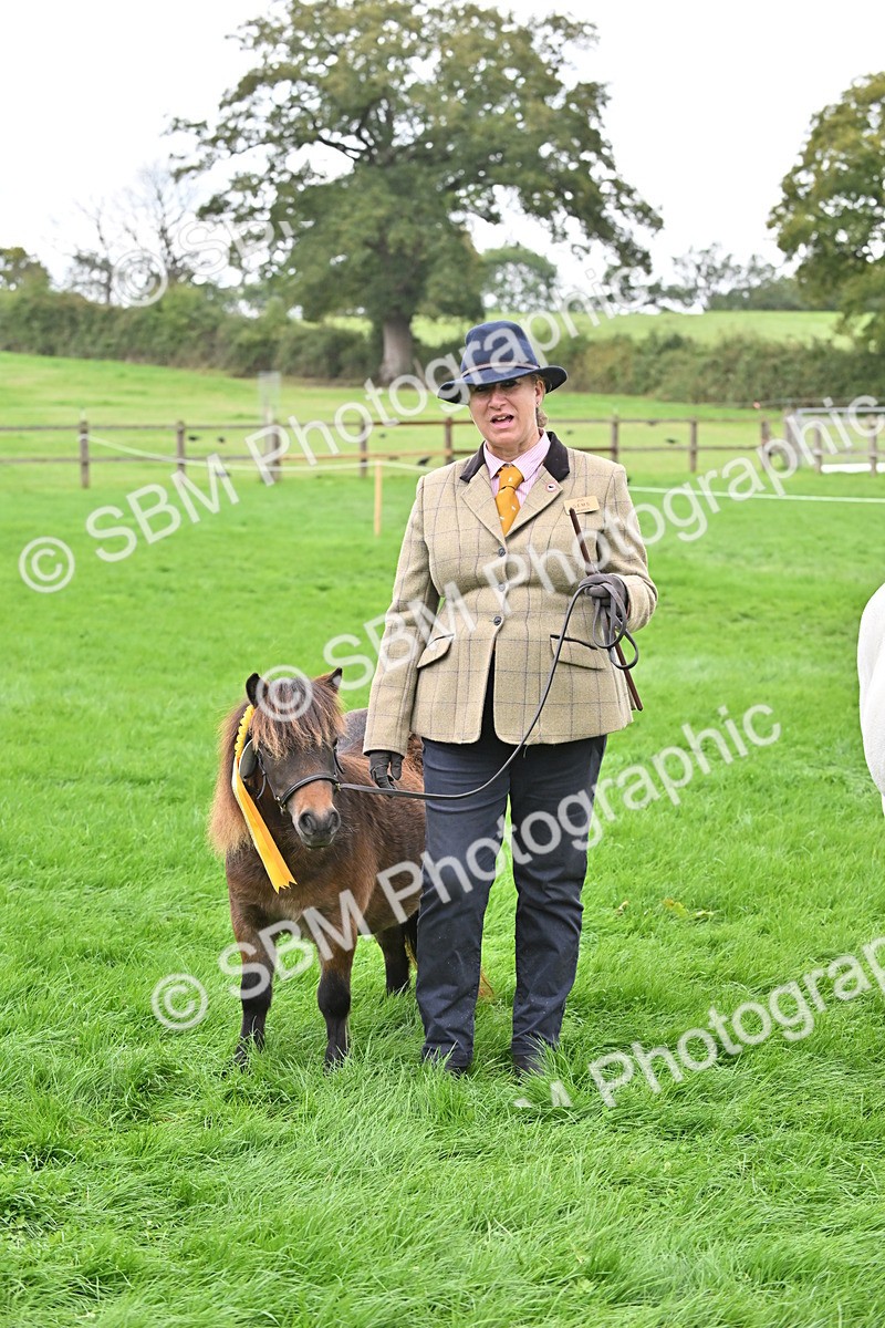 SBM_61095 - S48 - Mountain & Moorland In Hand Small Breeds