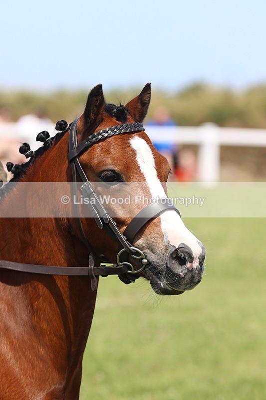 JPP_2329 - Class 20: Tiny Tots Working Hunter Pony