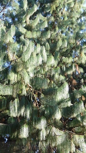 'Pine Needle Curtains,' Limpopo Region, South Africa - LANDSCAPES & TREES