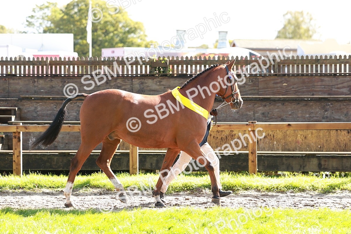 SBM_37548 - Fun Showing Supreme Championship