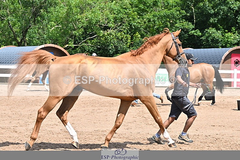 240718A-105248-01185 - Trot Up 12pm to 1pm