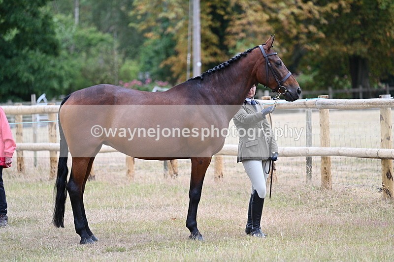 WJ7_8943 - Class 4a Prettiest Mare 14.2hh and over