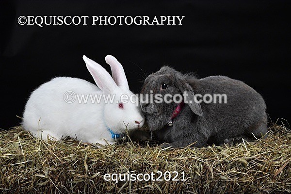 equiscot2021 - GIZMO & OSCAR