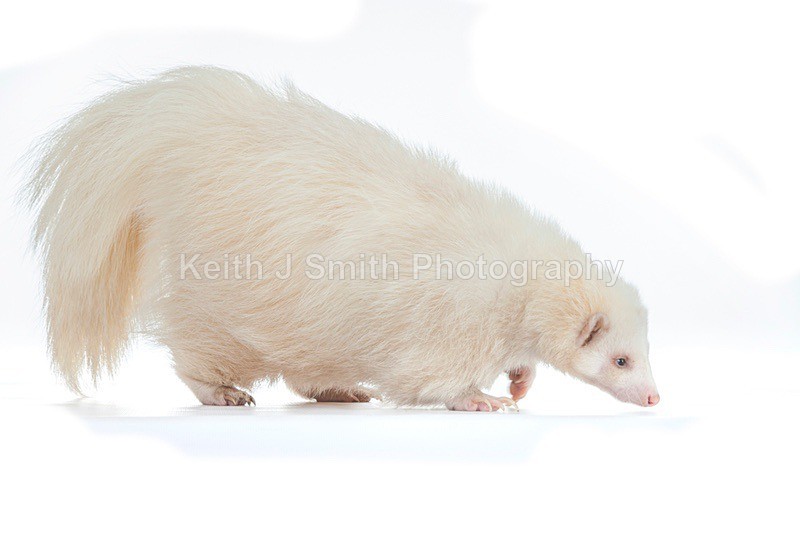 7SKJ4255 - Roaming Reptile Show III