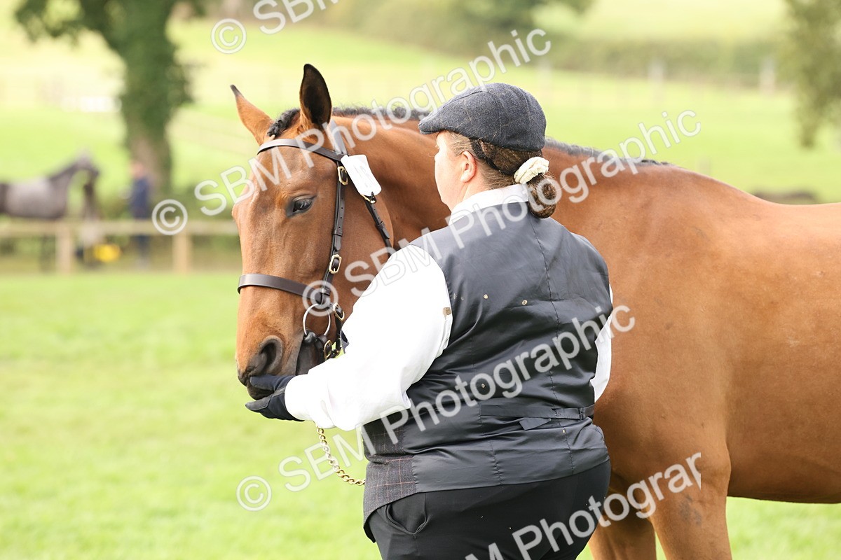 SBM_56271 - S55 - Other Coloured Horse In Hand