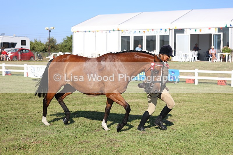 3E7A5128 - Class 1: Rising Star Small Hack/Riding Horses