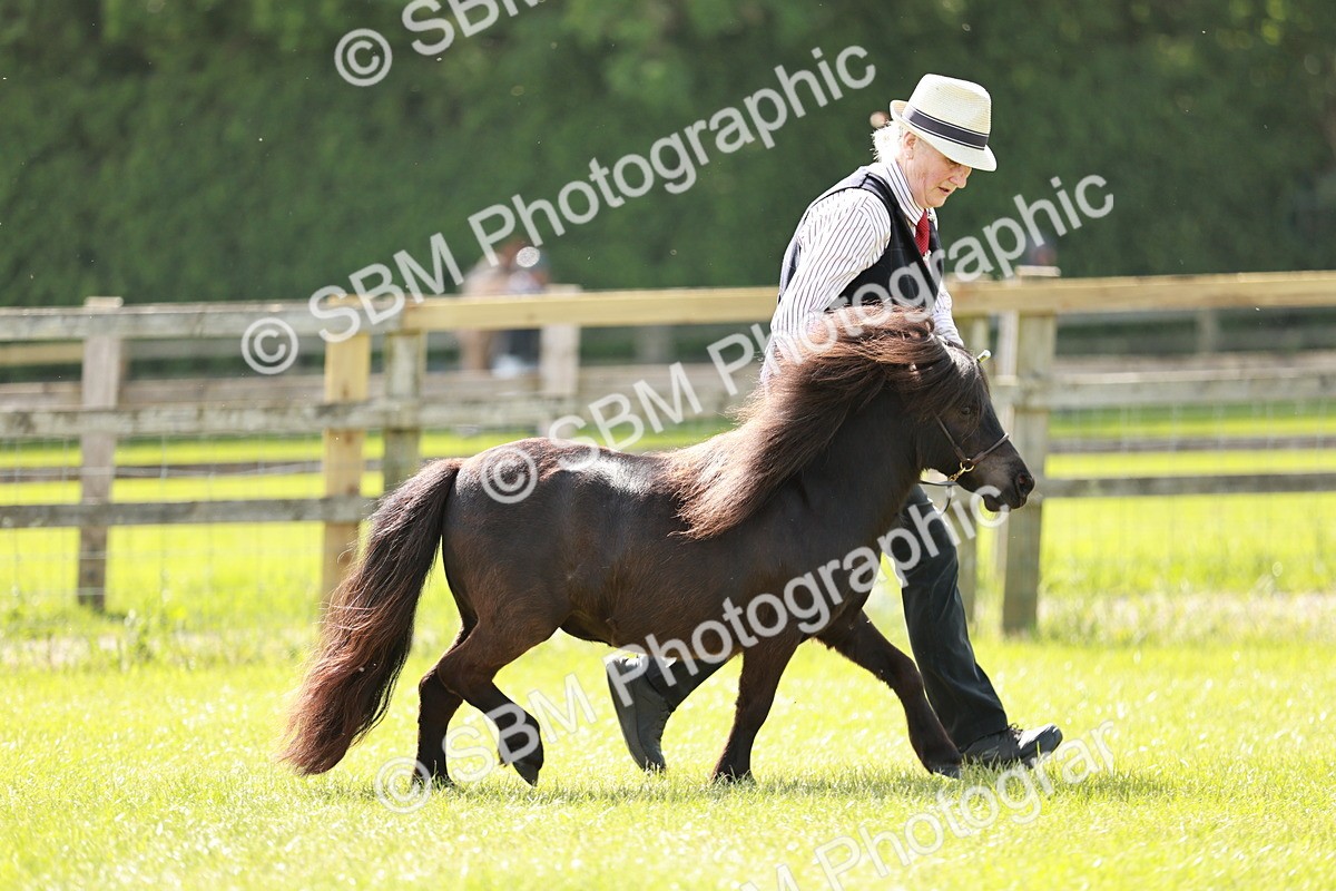 SBM_01879 - Class 14-23 - Mountain & Moorland In Hand Non Welsh