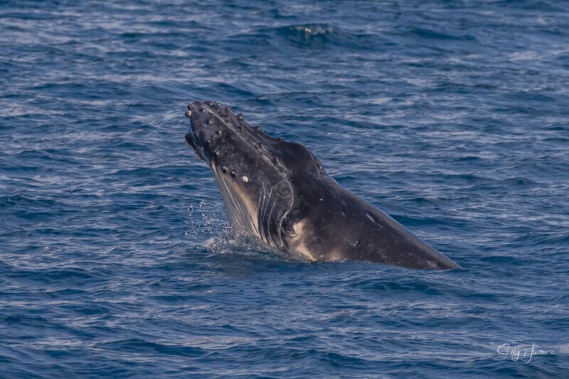 HB Calf Head-lunge 2. 0A3A7909 - 2025 Hervey Bay Whales