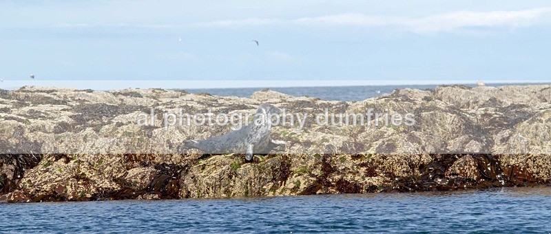 _CNP0412 - Farne Isles