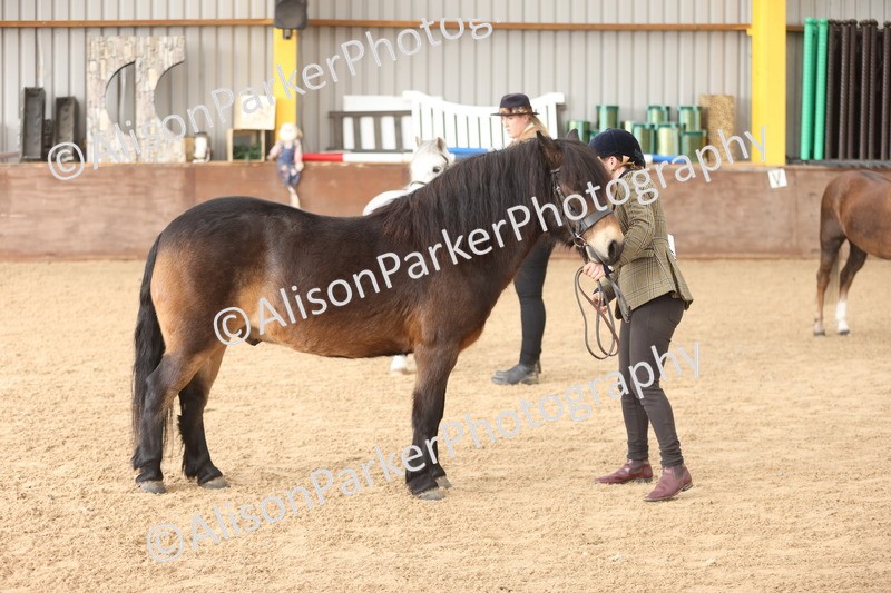 20251109-0621 - Class 22 - Geldings 4 Years and over