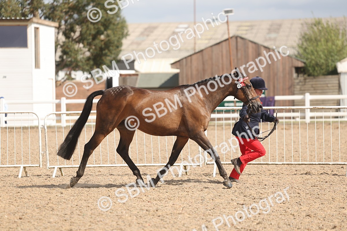 SBM_06850 - Class 25 - IH Foreign Breeds - Purebred