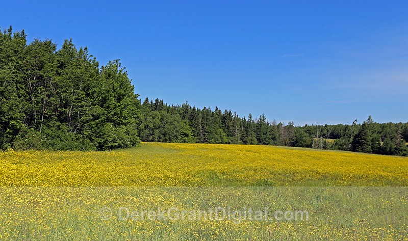 Field of Buttercups - Flora